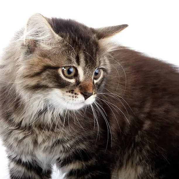 Striped fluffy cat. Striped not purebred kitten. Kitten on a white background. Small predator. Small cat.