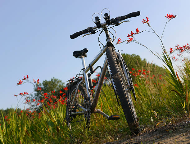 istock Bicycle in a flowers field in Holland 518481567