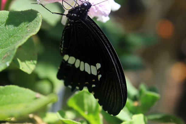 istock Black butterfly hang on the leaves 518481585