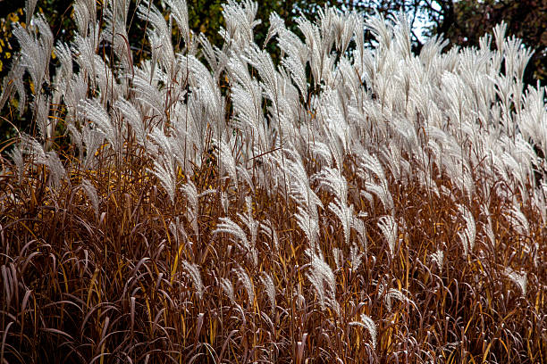 istock ornamental grasses in the fall garden 518481933
