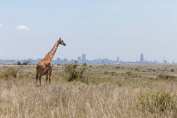 giraffe with Nairobi in background stock photo