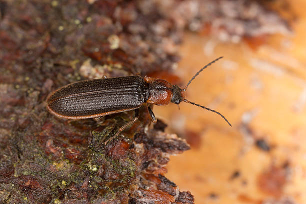 istock Click beetle, Denticollis linearis on wood 518482405