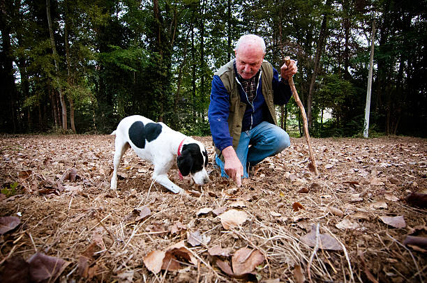 Man and his dog searching truffle An old man walking in a forest with his dog, searching white truffles under the ground. tartuffo stock pictures, royalty-free photos & images