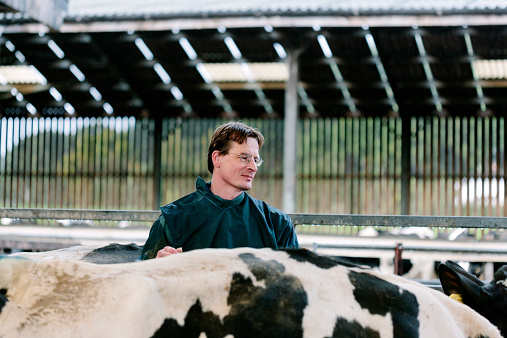 A vet walks through the barn as he takes a break from fertility testing a dairy cows. 