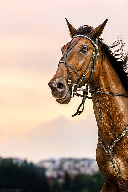 競走馬夕暮れ - horse horse racing animal head horseracing track ストックフォトと画像