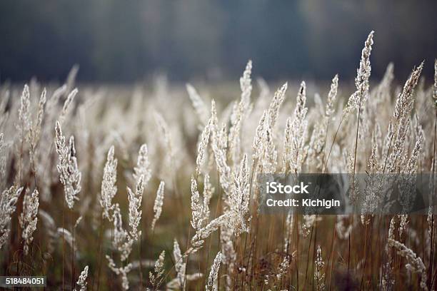 Sedge Grass Autumn Back Background Stock Photo - Download Image Now - Autumn, Backgrounds, Bog