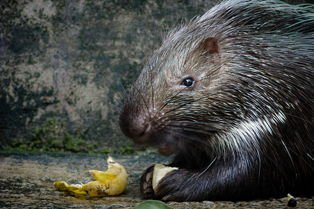 istock porcupine eat banana 518484901