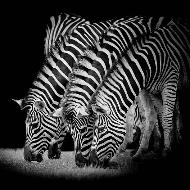 istock group of zebras 518484907