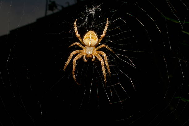 Posing spider stock photo