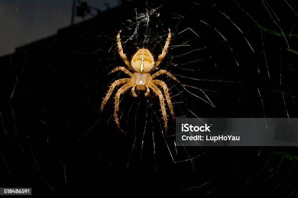 Posing Spider Stock Photo - Download Image Now - Animal Wildlife, Animals Hunting, Arachnid