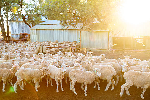 Sheep in Australia stock photo