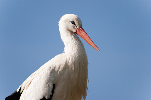 Juvenile White Ibis resting on a park bench in the morning sun.