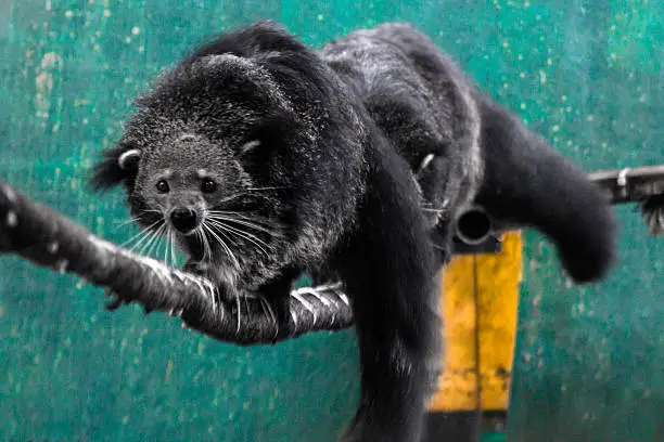 Bearcats perform the balancing ability of them