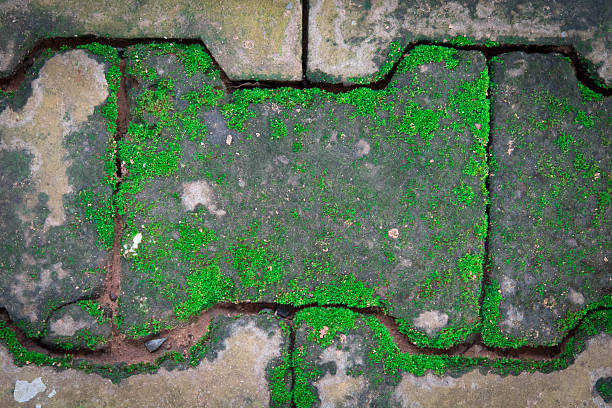 istock Moss growing on the brick walkway. 518487389