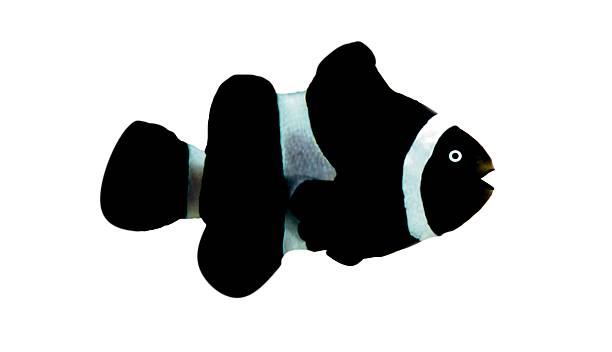 echter clownfisch isoliert schwarz - tropical fish clown fish isolated animal stock-fotos und bilder