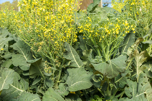 Organic chinese kale vegetable with yellow flower