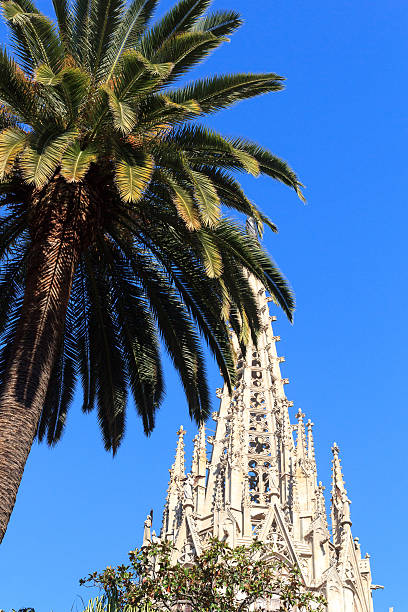 Palm tree and church Barcelona Cathedral steeple tower
