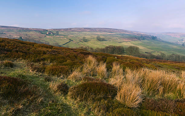 istock Heather moorland on a fine spring day. 518493932