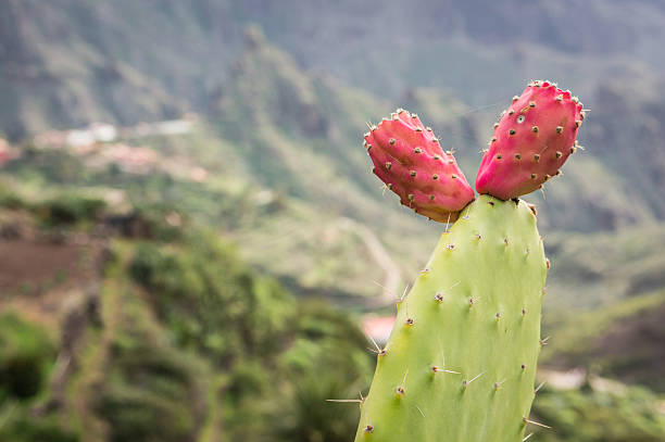 istock Ripe fruit of cactus 518494484
