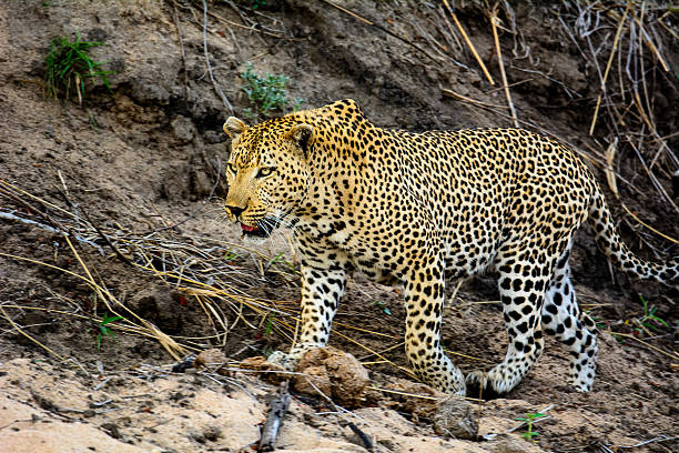 istock male Leopard on the prowl 518494802