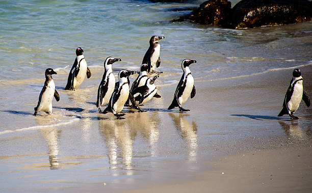 istock African penguins and their reflections 518495370
