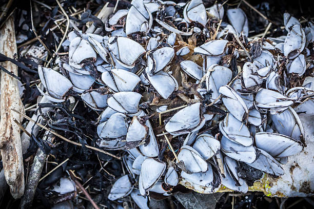 Washed up Goose Barnacles on Powillimount Beach stock photo