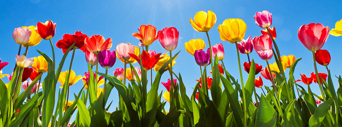 Colorful tulips on a spring day with blue sky