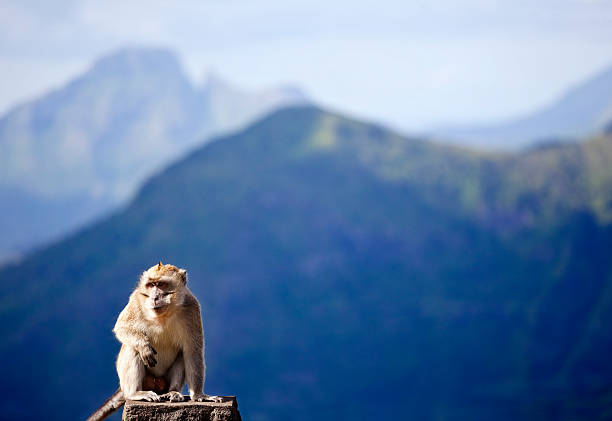 A Crab-Eating Macaque located in the Black River Gorge mountains on the Indian Ocean island of Mauritius. Sometimes known as  the Long-Tailed Macaque these monkeys were first brought to the island by the Portuguese about 400 years ago. Good copy space.
