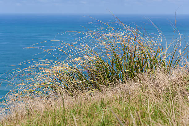 istock blades of grass 518496815