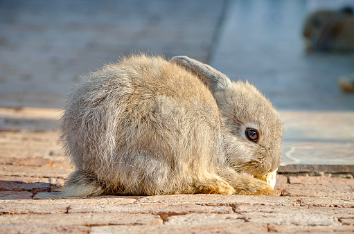 The domestic rabbit on animal farm, Selective focus