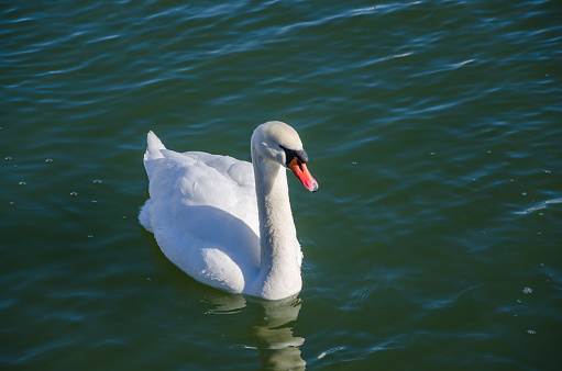 A lone Swan on the water.