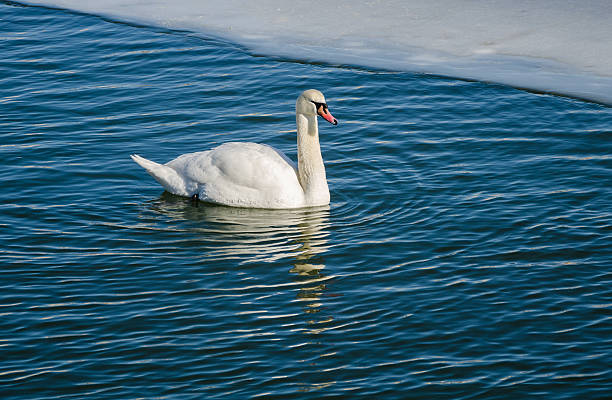 istock Mute swan (Cygnus Olor) on the water. 518496970