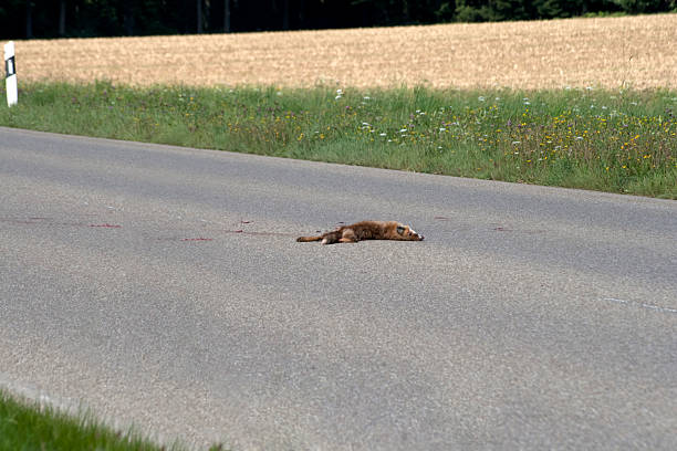 Run-over fox on the road Run over fox on the road autounfall stock pictures, royalty-free photos & images