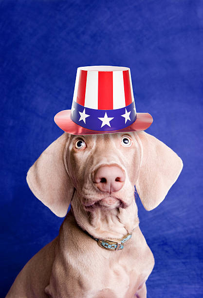 istock Patriotic Puppy Wearing American Hat 518497220