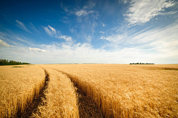 istock Golden wheat field with blue sky in background 518497245