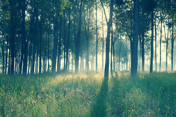 Morning in the forest illuminated by sunlight. Retro pastel style.