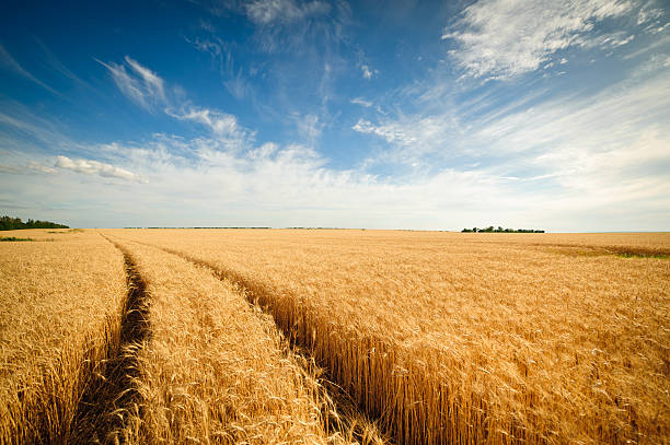 istock Golden wheat field with blue sky in background 518497629