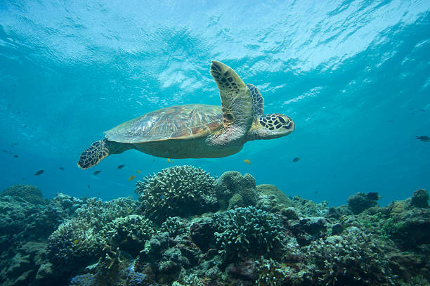 istock Green turtle over coral reef 518497651