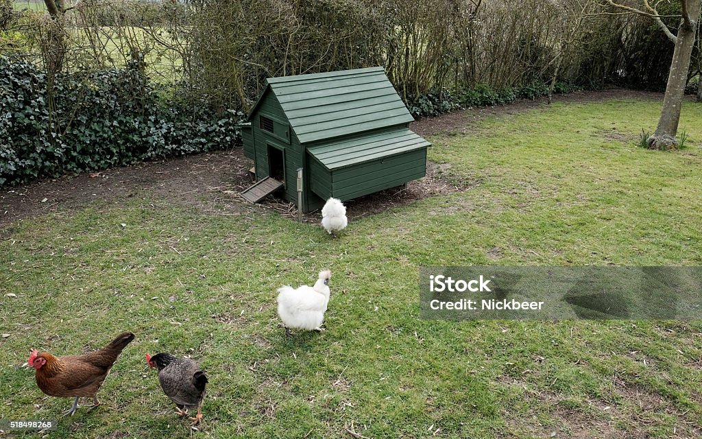 Various chickens outside there chicken house Various breeds of hens, including Silkie's, English game  etc outside there chicken house or coupe. Set in a typical domestic garden. Bantam Stock Photo