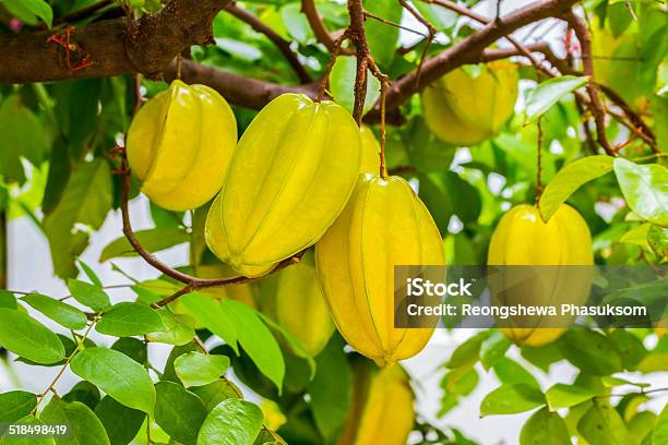 Organic Star Fruit Thai Fruit Fresh Farm Stock Photo - Download Image Now - Backgrounds, Close-up, Decoration