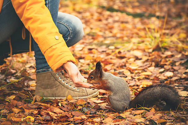squirrel standing between ferns and leafs Portrait of a curious squirrel near the tree