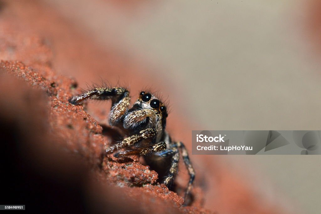 Zebra jumping spider on the wall Zebra jumping spider, Salticus scenicus, on a garden wall in Milton, Cambridge. Common british spider with a great personality when viewed close up. Animals Hunting Stock Photo