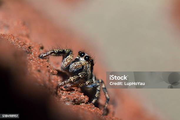 Zebra Jumping Spider On The Wall Stock Photo - Download Image Now - Animals Hunting, Arachnid, Horizontal
