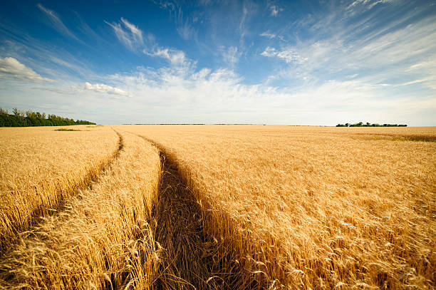 istock Golden wheat field with blue sky in background 518499105