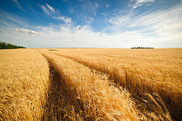 istock Golden wheat field with blue sky in background 518499165