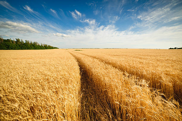 istock Golden wheat field with blue sky in background 518499175