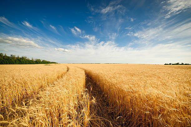 istock Golden wheat field with blue sky in background 518499213