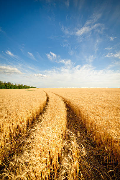 istock Golden wheat field with blue sky in background 518499219