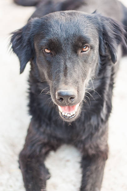 istock Lonely black dog with small eyes 518499228