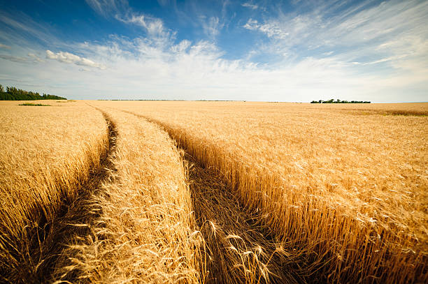 istock Golden wheat field with blue sky in background 518499237